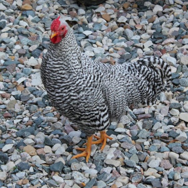 Dominique Bantam - Female