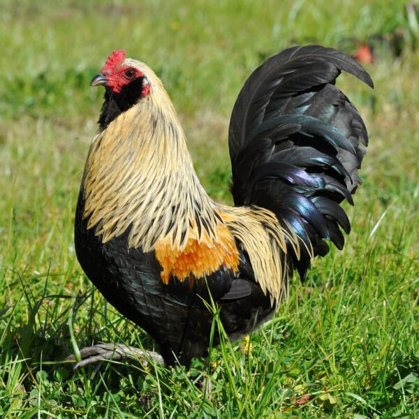 Easter Egger™ Bantam - Female
