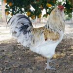 buy joe goode grey gamefowl