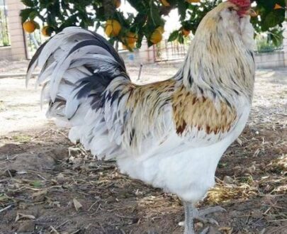 buy joe goode grey gamefowl