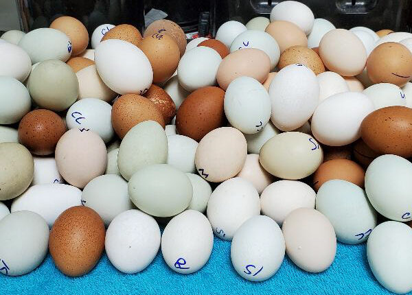 Potluck Ultra Rare Special Hatching Eggs