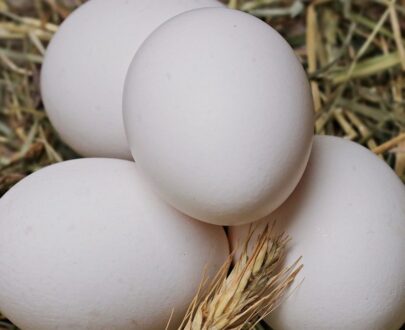 Available Austra White Hatching Eggs
