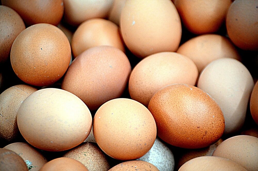 Black Jersey Giants Hatching Eggs