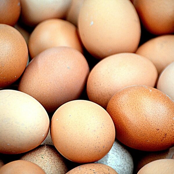Black Jersey Giants Hatching Eggs