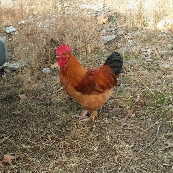 French Black Tail Buff Marans Chicken - Male