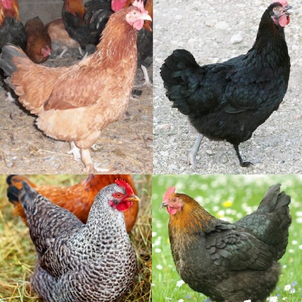 French Marans Female Surplus - Male