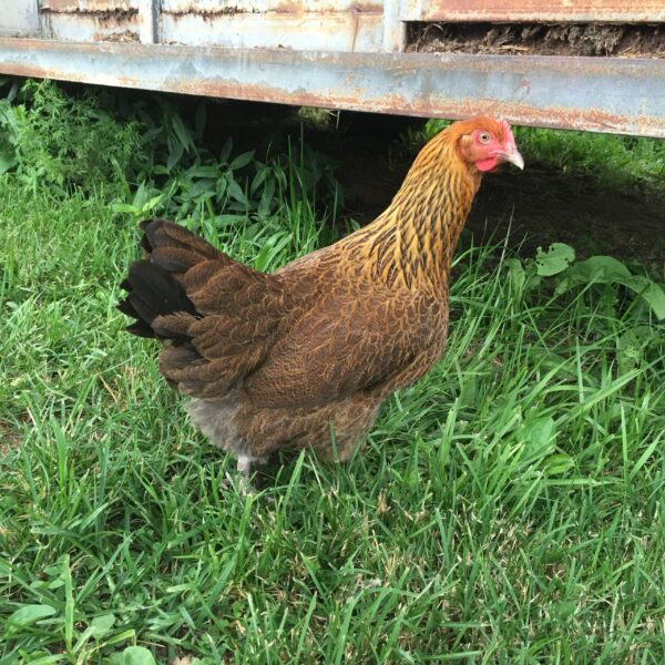French Golden Salmon Marans Chicken - Male