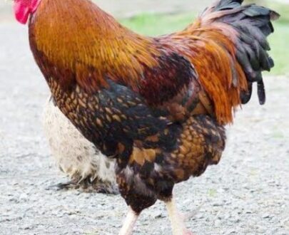 Brown Egg Layers For Sale