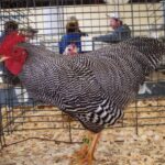 Barred Rock Bantam For Sale