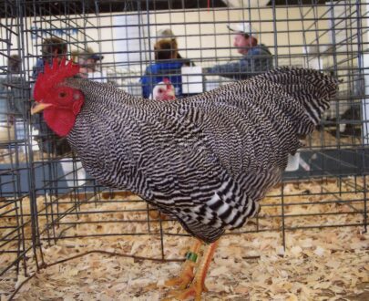 Barred Rock Bantam For Sale