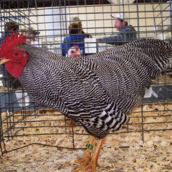 Barred Rock Bantam - Female