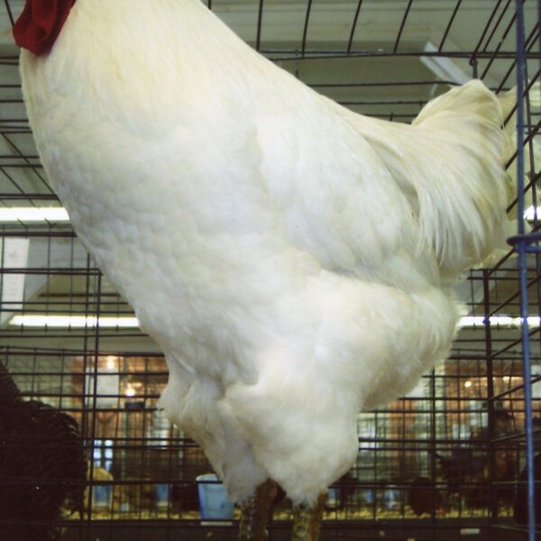 White Jersey Giant Chicken - Female