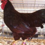 Buy Rhode Island Red Bantam