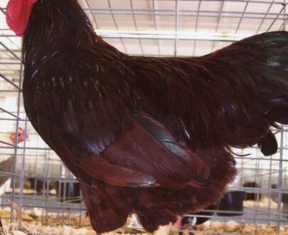 Buy Rhode Island Red Bantam