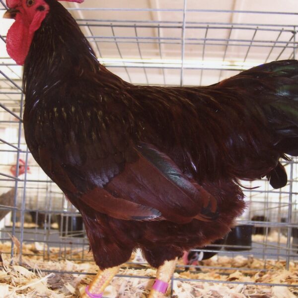 Rhode Island Red Bantam - Male