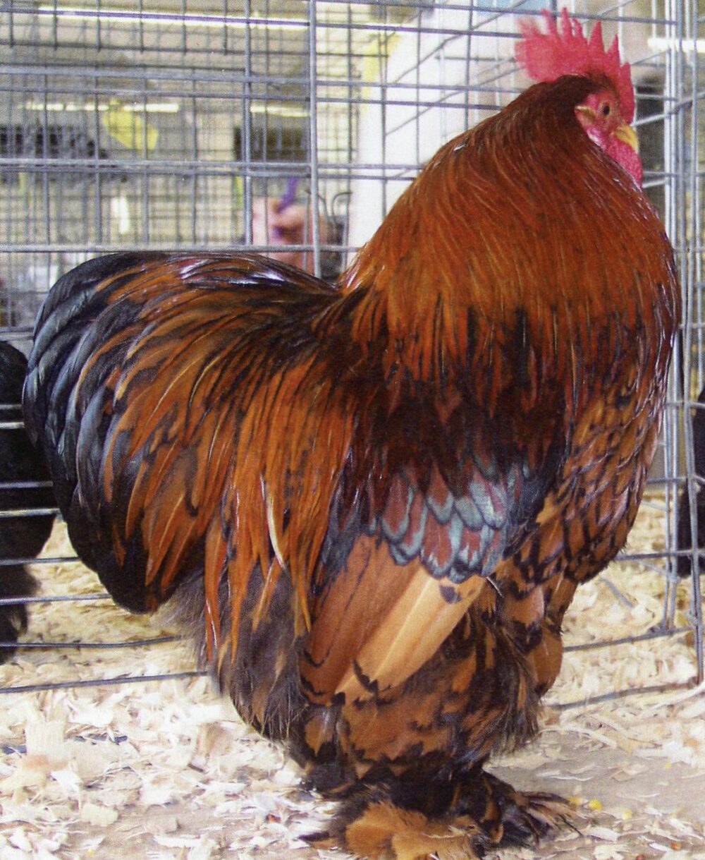 Golden Laced Cochin Bantam