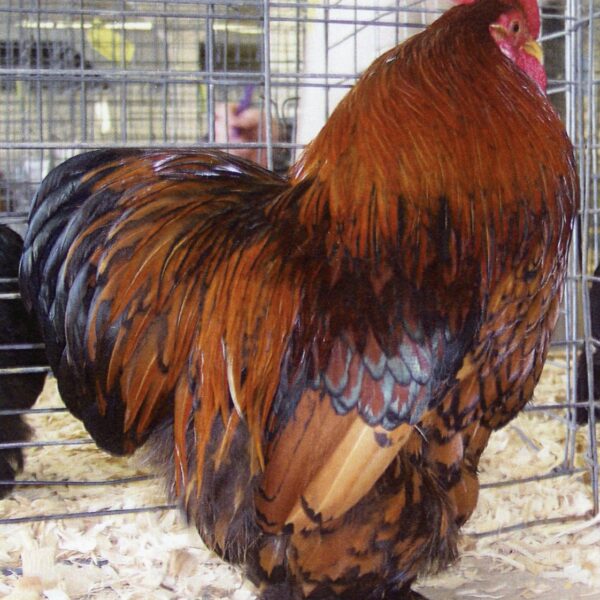 Golden Laced Cochin Bantam - Male