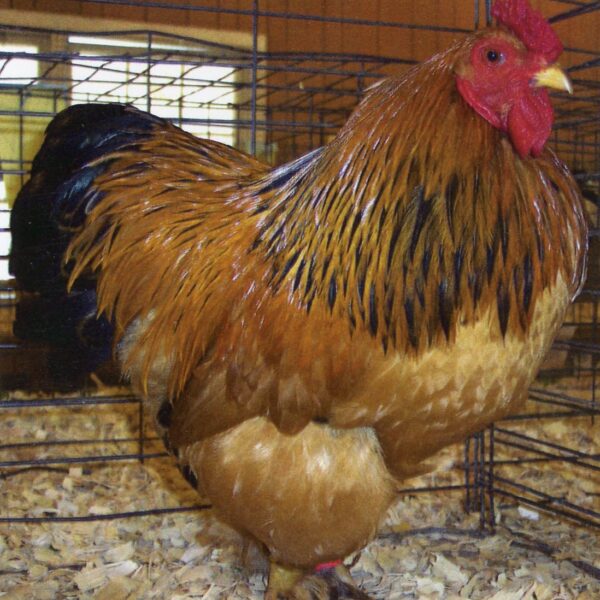 Buff Brahma Bantam - Male