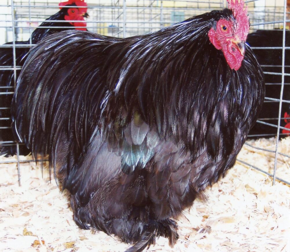 Black Cochin Bantams