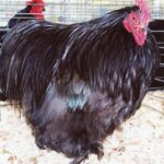 Black Cochin Bantams For Sale