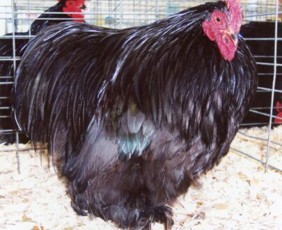 Black Cochin Bantams For Sale