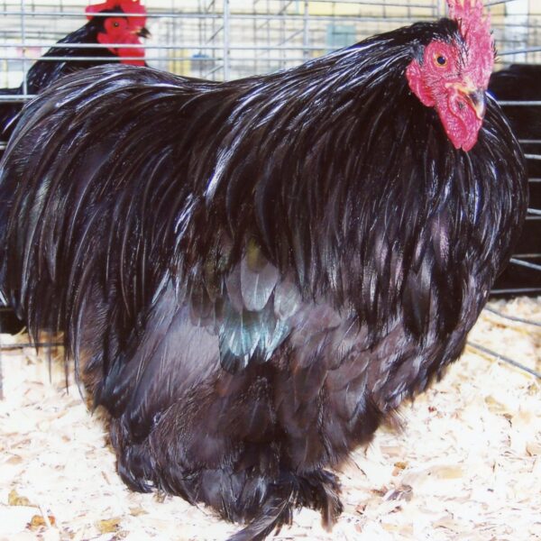 Black Cochin Bantams - Male