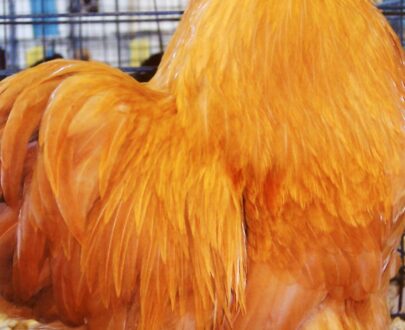 Buff Cochin Bantam Near Me