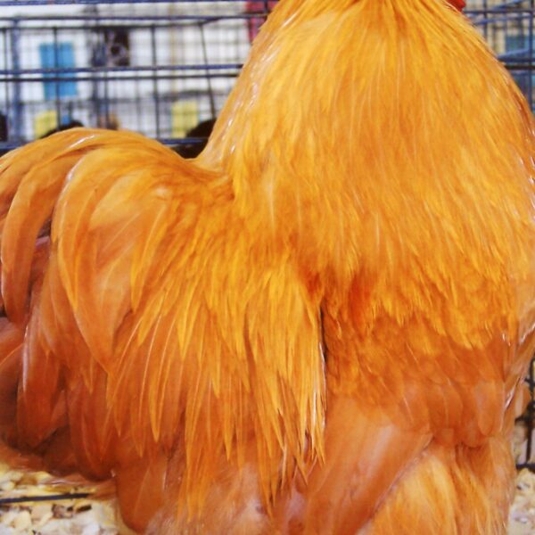 Buff Cochin Bantam - Female