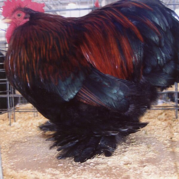 Partridge Cochin Bantam - Female