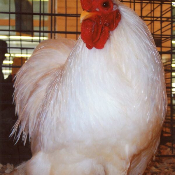 White Cochin Bantam - Male