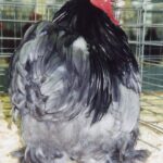 Blue Cochin Bantam For Sale