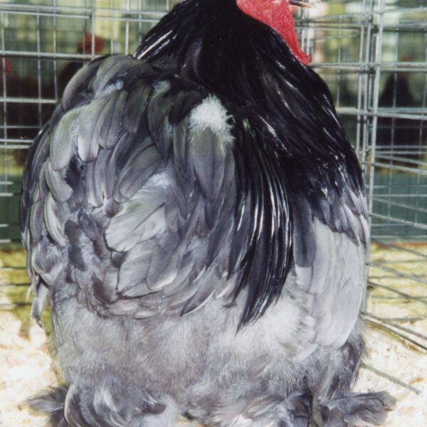 Blue Cochin Bantam - Male