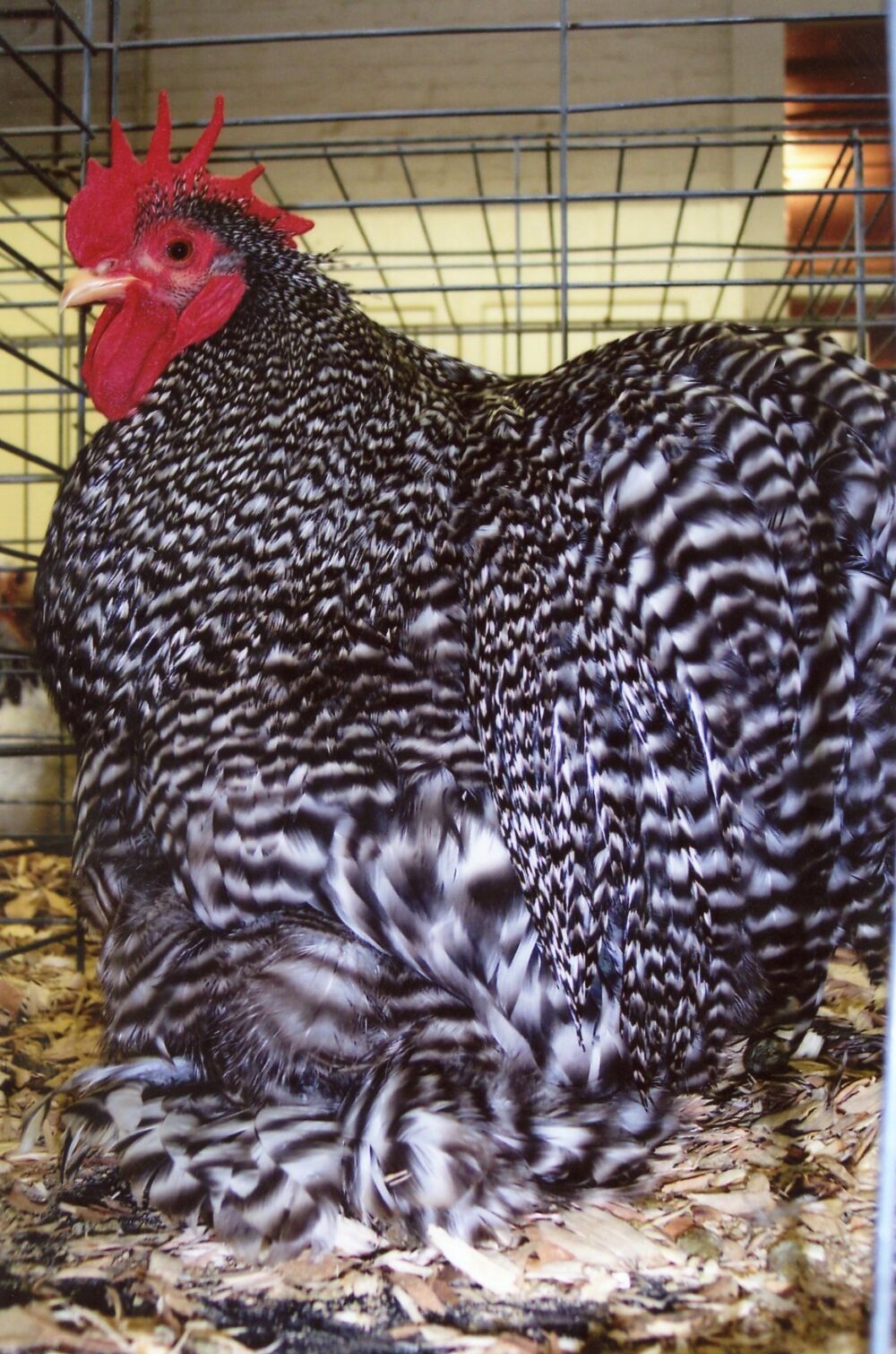 Barred Cochin Bantam