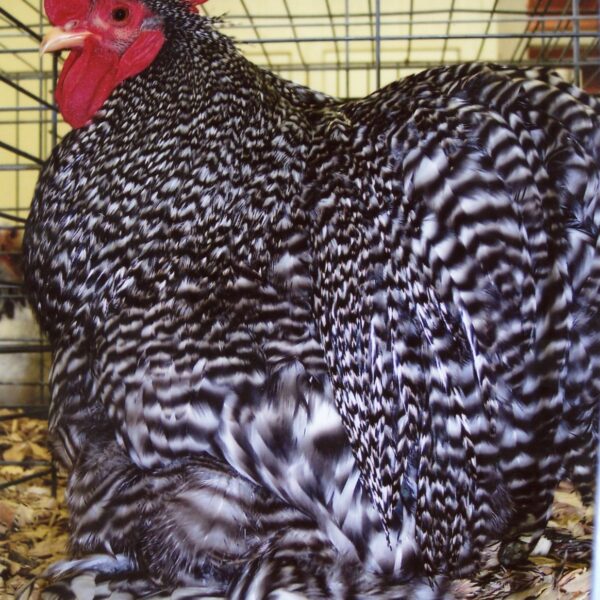 Barred Cochin Bantam - Male