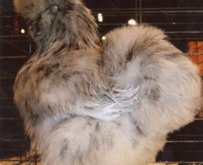 Buy Splash Silkie Bantam