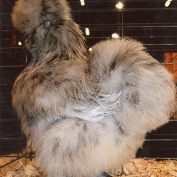 Splash Silkie Bantam - Male