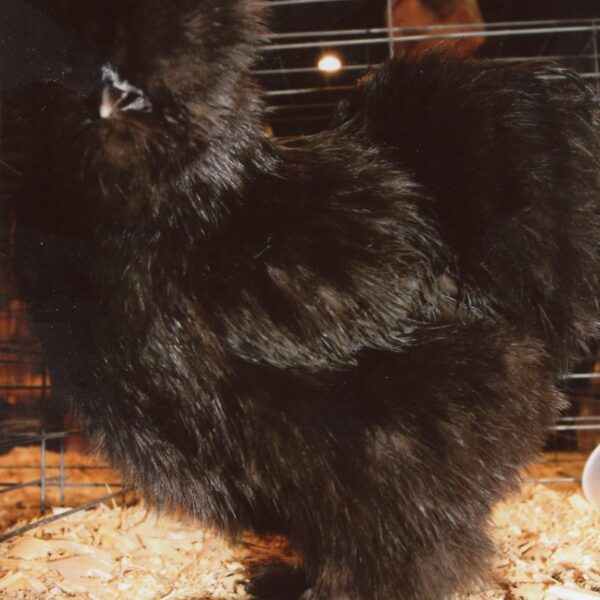 Black Silkie Bantam - Female