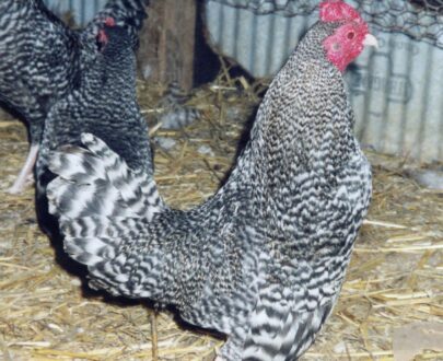 Buy Barred Old English Game Bantam