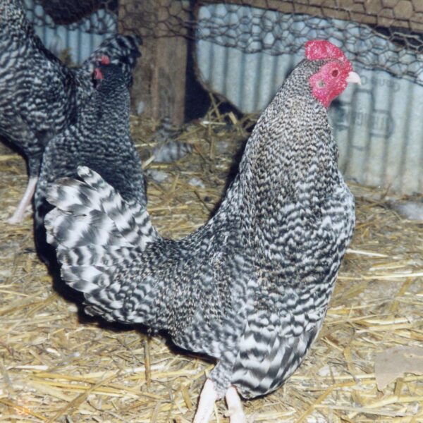 Barred Old English Game Bantam - Female