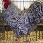 Buy Dominique Chicken Online