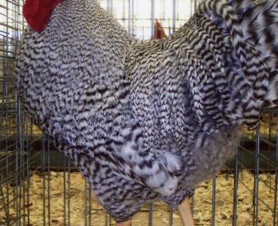 Buy Dominique Chicken Online