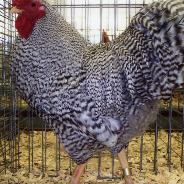 Dominique Chicken - Female