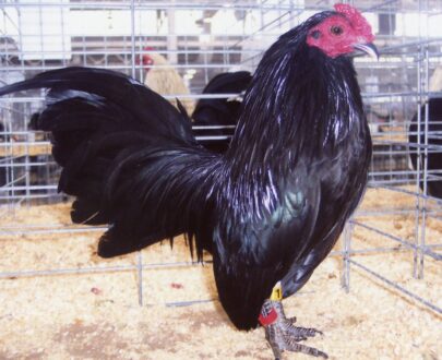 Available Black Old English Game Bantam