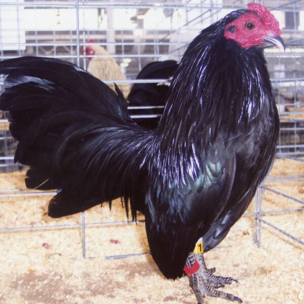 Black Old English Game Bantam - Female