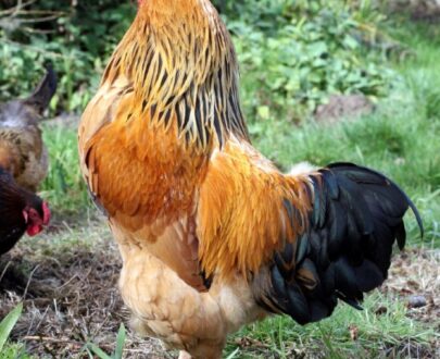 Buff Brahma Chicken Near Me