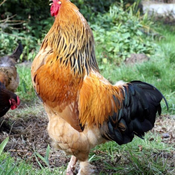 Buff Brahma Chicken - Female