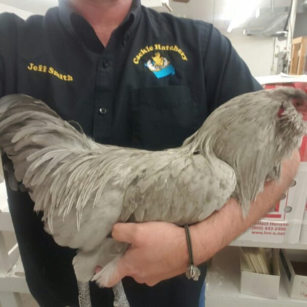 Lavender Ameraucana Chicken - Female