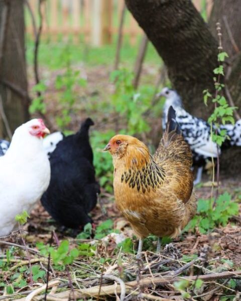 Rainbow Assorted Females - Male