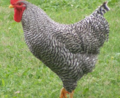 Buy Barred Rock Chicken