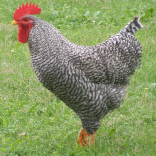Barred Rock Chicken - Female